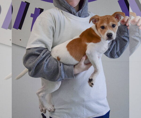 Medium Photo #2 Jack-Rat Terrier Puppy For Sale in Huntley, IL, USA