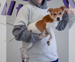 Small #1 Jack-Rat Terrier