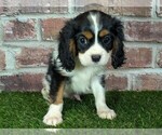 Image preview for Ad Listing. Nickname: Braden