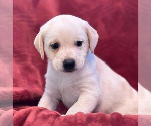 Phoenix Pup - Suns - Male Raggle Dog for Adoption - Photo #3
