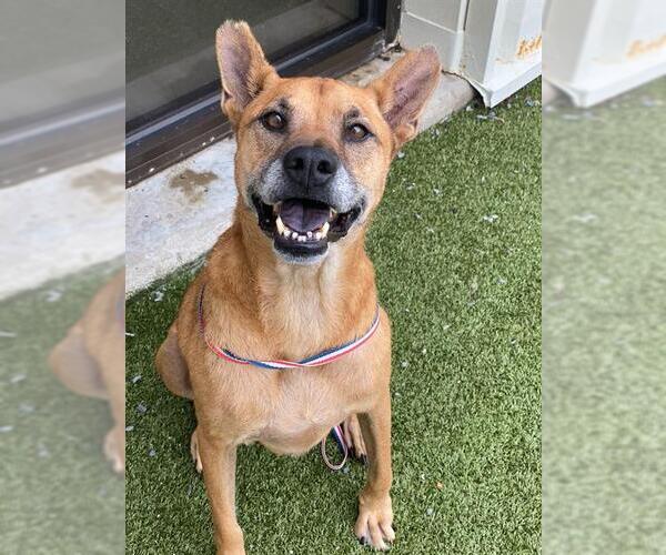 Medium Photo #1 Labrador Retriever Puppy For Sale in Fayetteville, NC, USA