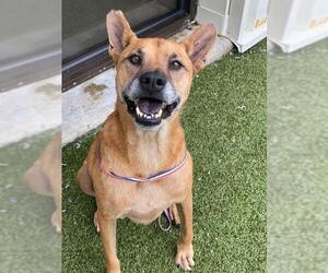 Labrador Retriever Dogs for adoption in Fayetteville, NC, USA