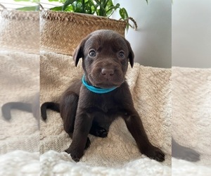 Labrador Retriever Puppy for sale in CAMBRIDGE, OH, USA