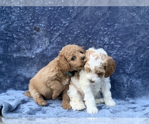 Cockapoo Puppy for sale in WARWICK, RI, USA