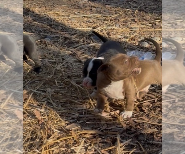 Medium Photo #14 American Bulldog Puppy For Sale in MACON, GA, USA