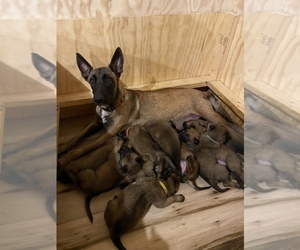 Belgian Malinois Puppy for Sale in LANDRUM, South Carolina USA