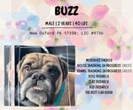 Small #1 Bulldog Mix