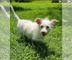 Small #2 Mutt