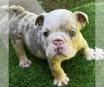 Small Photo #20 Bulldog Puppy For Sale in STOCKBRIDGE, GA, USA