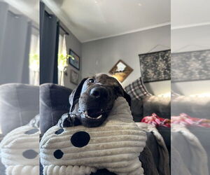 Australian Shepherd-Catahoula Leopard Dog Mix Dogs for adoption in Aurora, IN, USA