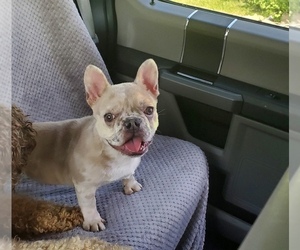French Bulldog Puppy for Sale in BETHLEHEM, Pennsylvania USA