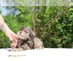 Small #17 ShihPoo