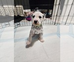 Small Photo #3 Dalmatian Puppy For Sale in FORT DODGE, IA, USA