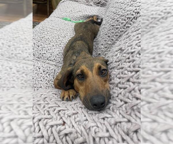 Medium Photo #1 Redbone Coonhound-Unknown Mix Puppy For Sale in Boston, MA, USA