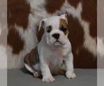 Small #2 English Bulldog
