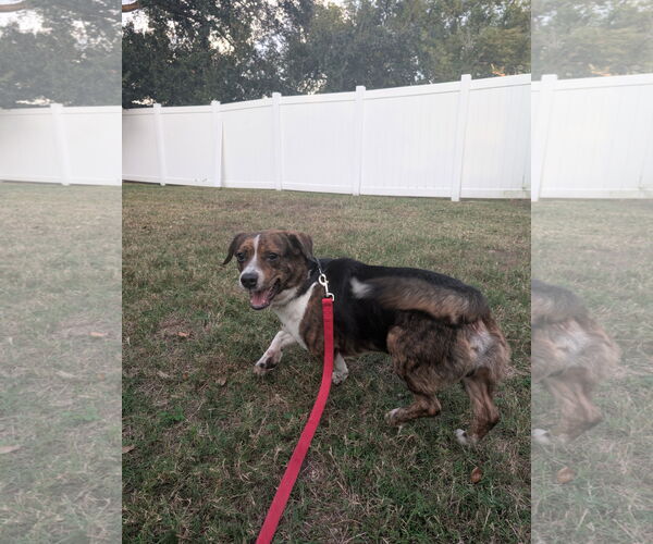 Medium Photo #3 Beagle Puppy For Sale in Tampa, FL, USA