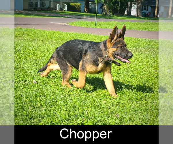 Medium Photo #1 German Shepherd Dog Puppy For Sale in MOUNTAIN GROVE, MO, USA