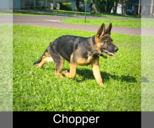 Medium German Shepherd Dog