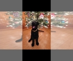 Small Photo #1 German Shepherd Dog Puppy For Sale in HONEA PATH, SC, USA