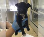 Small #1 Mutt