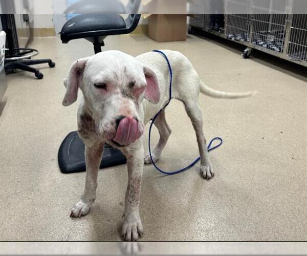 Medium Photo #1 American Staffordshire Terrier-Unknown Mix Puppy For Sale in Grand Prairie, TX, USA