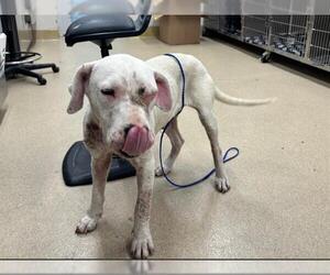 American Staffordshire Terrier-Unknown Mix Dogs for adoption in Grand Prairie, TX, USA