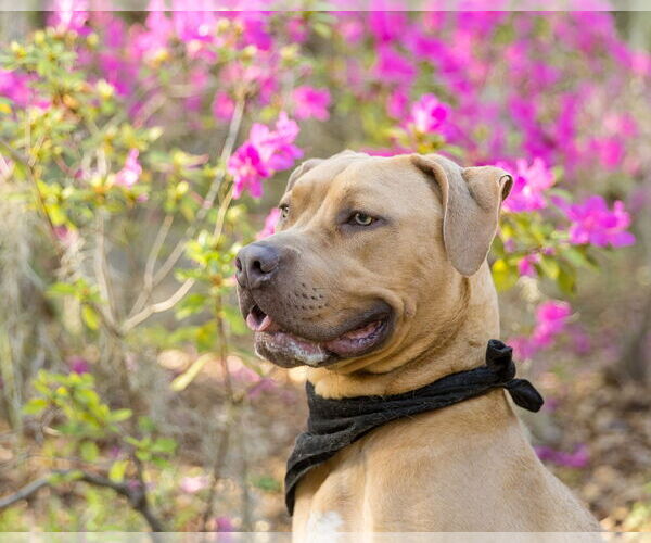 Medium Photo #3  Puppy For Sale in , 