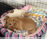 Small #10 Jack Russell Terrier-Parson Russell Terrier Mix
