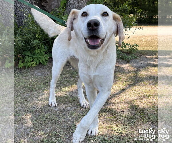 Medium Photo #1 Labrador Retriever-Unknown Mix Puppy For Sale in Washington, DC, USA