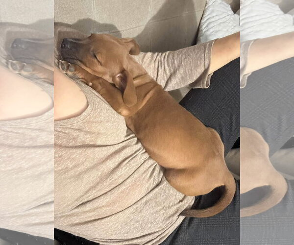 Medium Photo #4 American Pit Bull Terrier-Unknown Mix Puppy For Sale in Germantown, OH, USA