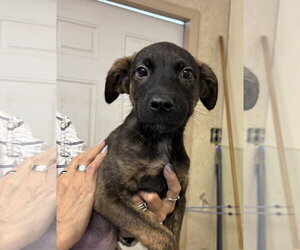 Border Collie-Unknown Mix Dogs for adoption in Amarillo, TX, USA