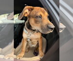 Small #13 Labrador Retriever Mix
