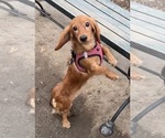 Small Photo #1 Dachshund Puppy For Sale in WOODSIDE, NY, USA