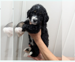 Small Photo #2 Double Doodle Puppy For Sale in FAIRFIELD, CA, USA