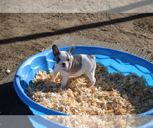 French Bulldog Puppy for sale in DENVER, CO, USA