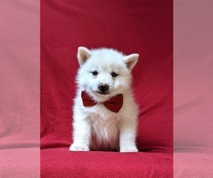 Pomsky Dog for Adoption in QUARRYVILLE, Pennsylvania USA