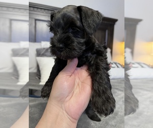 Schnauzer (Miniature) Puppy for sale in WYLIE, TX, USA