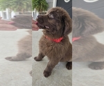 Puppy Ginger Newfoundland