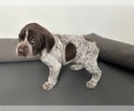 Small Photo #13 German Shorthaired Pointer Puppy For Sale in STATE COLLEGE, PA, USA