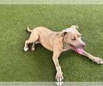 Small #1 American Pit Bull Terrier Mix