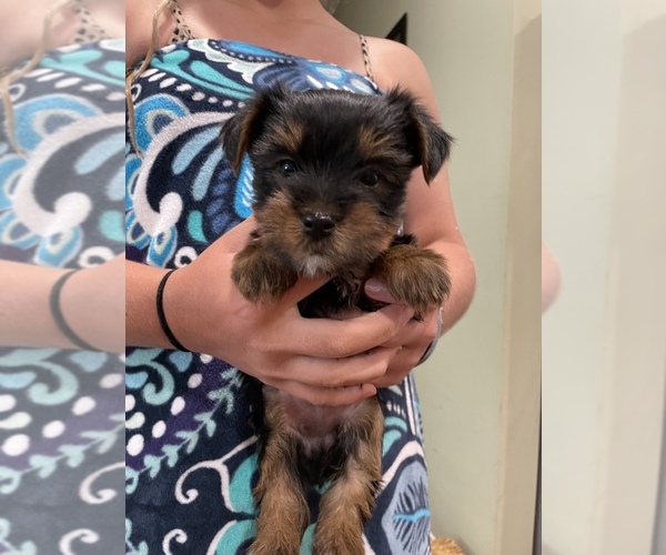 Medium Photo #2 Yorkshire Terrier Puppy For Sale in NEWTON, NC, USA