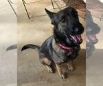 Small #4 German Shepherd Dog