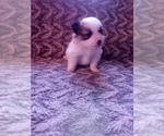 Small Photo #1 Pomeranian Puppy For Sale in CORYDON, IN, USA