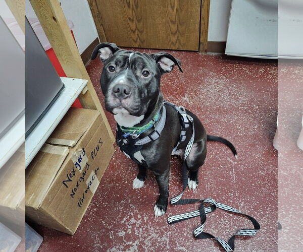 Medium Photo #1 Mutt Puppy For Sale in Fargo, ND, USA