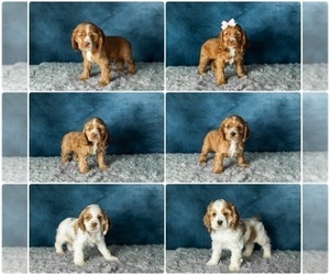 Cocker Spaniel Litter for sale in NAPPANEE, IN, USA