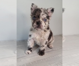 French Bulldog Puppy for sale in INDIANAPOLIS, IN, USA
