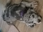 Small Photo #1 Great Dane Puppy For Sale in BOSSIER CITY, LA, USA
