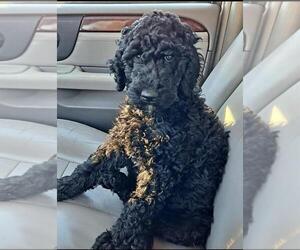 Labradoodle Puppy for Sale in TARBORO, North Carolina USA