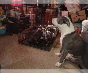 American Pit Bull Terrier Puppy for Sale in DANNEBROG, Nebraska USA