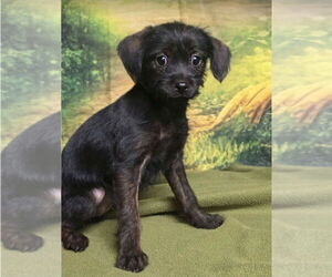 Mutt Dogs for adoption in Lakewood, CO, USA